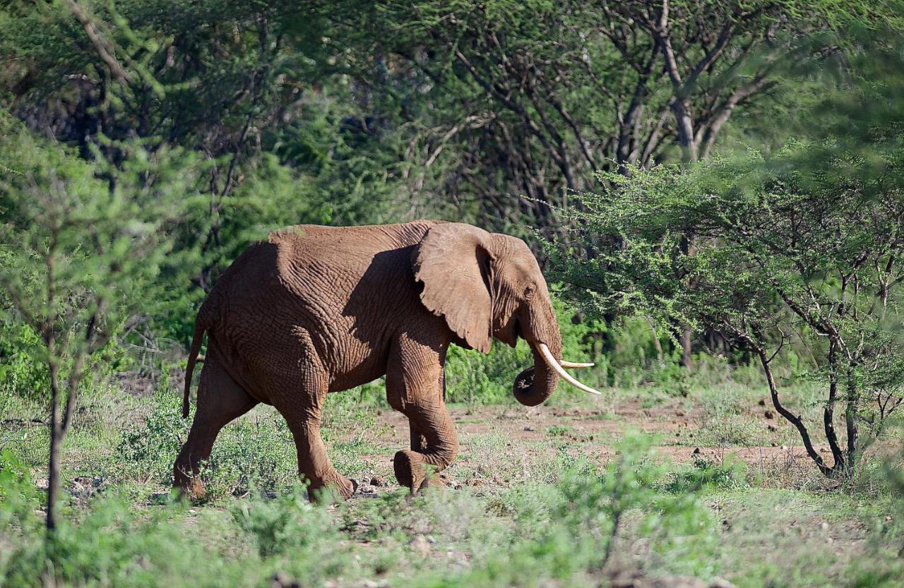 Severin Safari Camp Tsavo West National Park Екстериор снимка